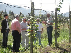 The first plantation in Chile.