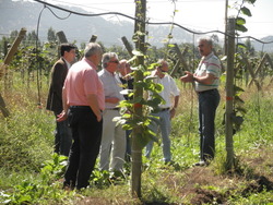 THE FIRST PLANTATION IN CHILE10/3/2010